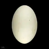 51316