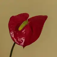 51512