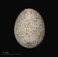 51519