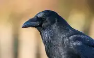 5181