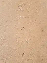52097
