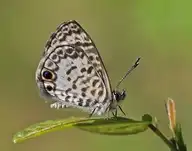 5219