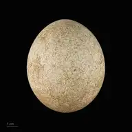 52306