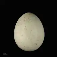 52313