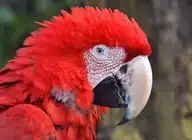52365