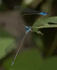 52754