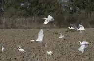 52913