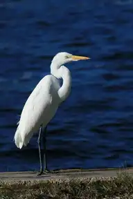 52918