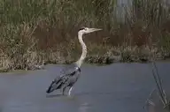 52927