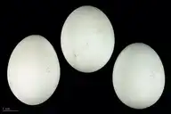 52973