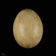 52974