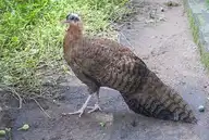 53152