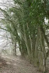 54233