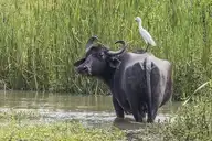 54337