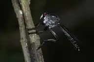 54361