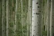 54495