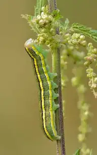 5452