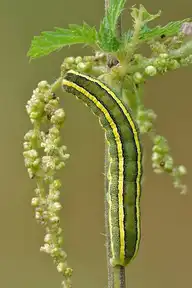 5453