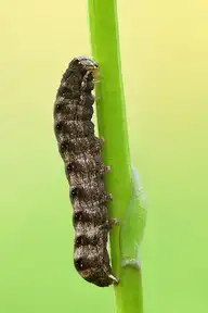 5455