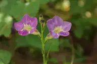 54797