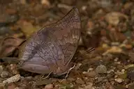 5531