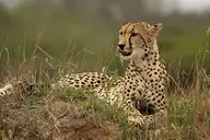 5568