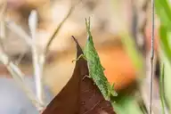56359