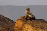 57258