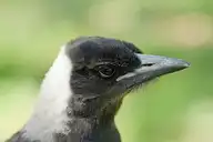 57262