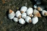 57699