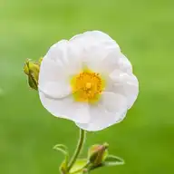 5785