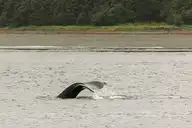 58361