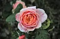 5969