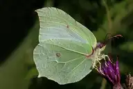 5979
