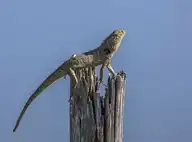5988