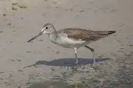 5990