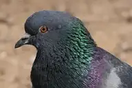 6011