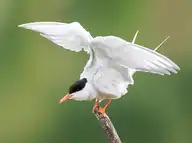 6016