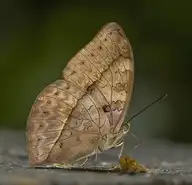 6019