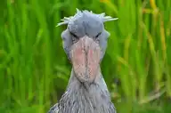 60268