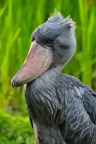 60271