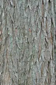 60381