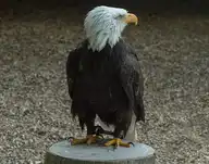 60388