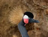 60406