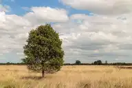 60596
