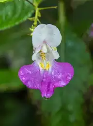 60628