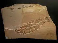 61156