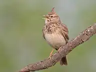 6188