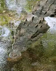 6211