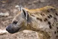 6218